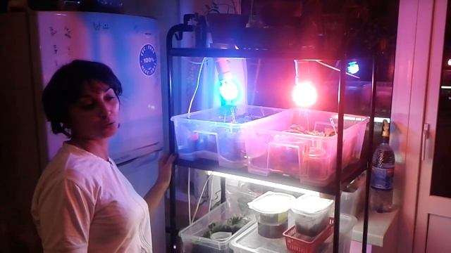 Мой стеллаж для цветов! Полки и стеллажи для цветов с подсветкой белого цвета своими руками смотреть онлайн