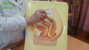 Матка женщины.