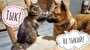 Кошка Морошка играет в Пса Кубика, а Кубик играет в кирпич