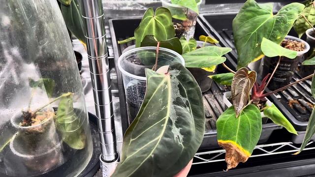 All of my baby anthuriums tour смотреть онлайн