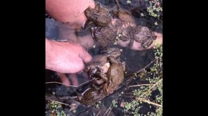 Размножение лягушек