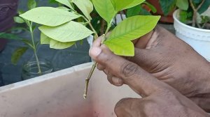 How To Propagate Gardenia Using Stem Cutting Without Rooting Hormone