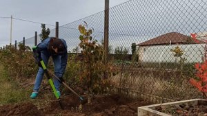 Пересаживаем липу на своём участке