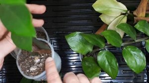 Размножение замиокулькаса. Четыре правила! Осеннее подгнивание замиокулькаса. Причины и их решение