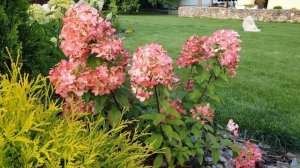 Метельчатые гортензии в середине августа. Кэндллайт, Ванилла фрайз, Даймонд руж, Литтл лайм.