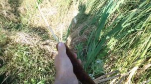 СЕГОДНЯ ФЕОДОСИЯ КРЫМ НАСТОЯЩИЙ КРЫМСКИЙ КАМЫШ #феодосия #крым