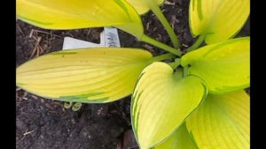 Хоста джун февер (hosta june fever)