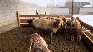 (2) глистовка овцематок Арашан маточное поголовье с ягнятами сельское хозяйство Александровка Керим