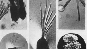 Геологическая история Земли. Часть 1