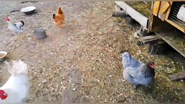 Заготовка дров,/ спокойной ночи, хозяйство/ обрезка деревьев смотреть онлайн