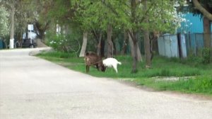 Белореченск/прогулка