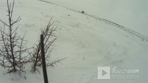 Эстонская гончая Афина. Первая охота на зайца 2022 года