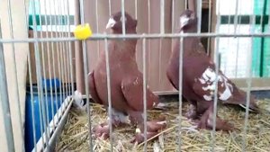 андижанские голуби питомник Москва