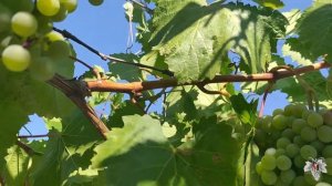 Урожай винограда "Цитронний Магарача" на арке