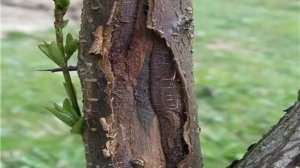 Ппочему кора плодовых деревьев трескается