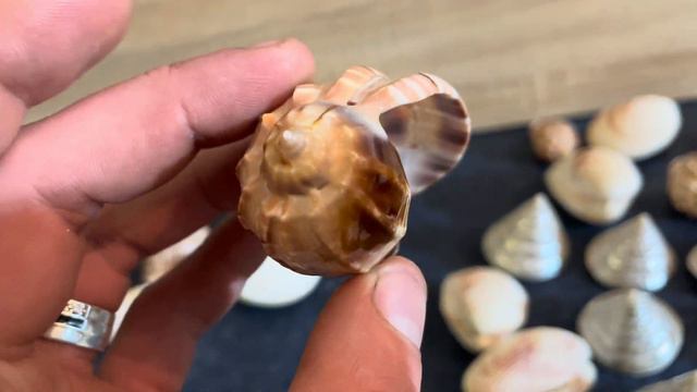 Для Виолити небольшая коллекция Ракушек смотреть онлайн