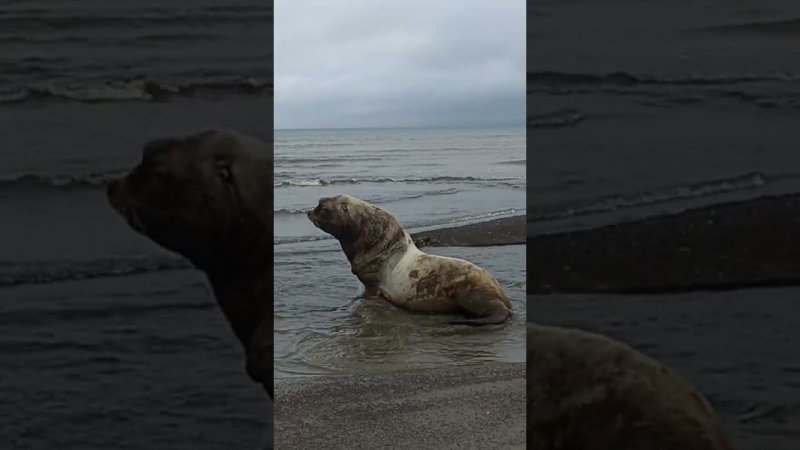 Встретили на берегу Охотского моря морского льва. С ивуча. #СахТерра  #море #природа