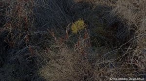 Болото Бухрин Рям | Варгашинский район | Курганская область