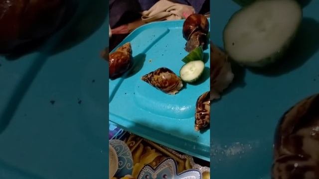 Улитка ? впала в спячку, а потом..          Что с улиткой???! ДО КОНЦА!(