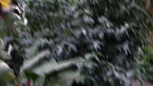 АЗАЛИИ ЦВЕТУТ !!!!!!! смотреть онлайн