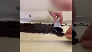 Посадка лука Эксибишен на рассаду в улитку