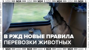 Новые правила перевозки животных начали разрабатывать в РЖД - Москва 24