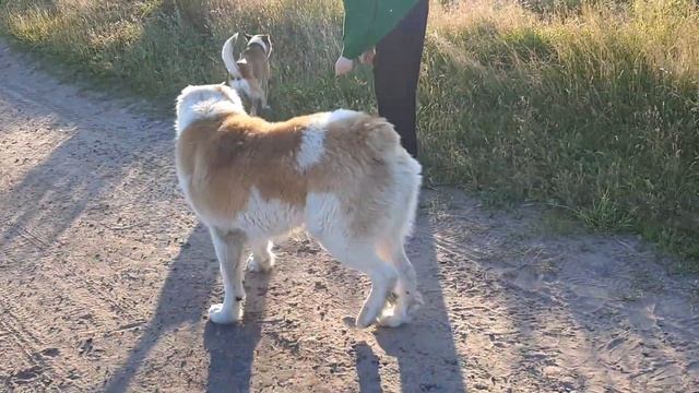 Играем с псом алабаем "Умкой" смотреть онлайн