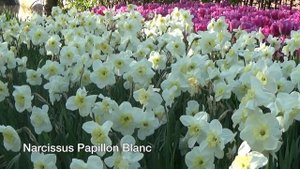 Narcissus Papillon Blanc - Narcissus Bulbs from Holland
