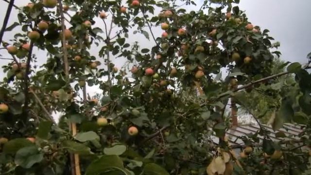 Дом в с. Боровское смотреть онлайн