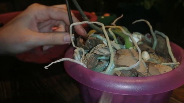 Орхидея потеряла листья, что делать, как оценить состояние, требуется ли пересадка смотреть онлайн