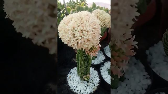 Crassula Buddha's Temple in bloom 2020 at Miracles Nursery: смотреть онлайн