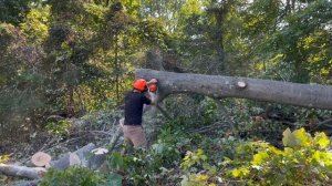 Stihl MS 251 Review