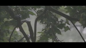 А дождь все льет.mp4   Синтезатор Yamaha psr E-453.