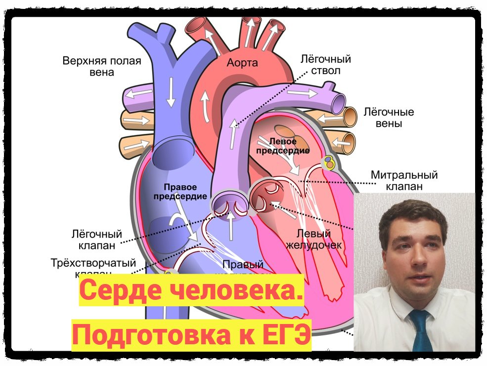Сердце егэ. Сердечно-сосудистая система человека егэ. сердечно-сосудистая система человека анатомия. сердце человека анатомия егэ. строение сердца человека огэ биология.