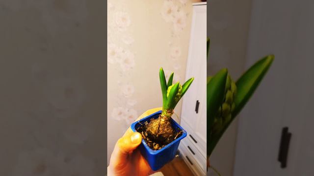 Геацинт - растение для позитива 🌱!