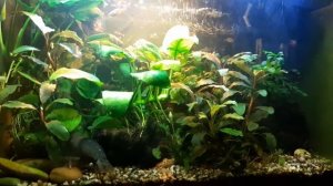 Фильтраторы в 35-литровом аквариуме.Просто релаксация.