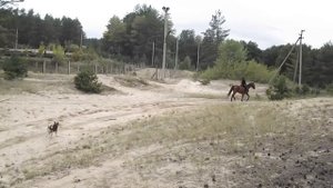 Лошади Аллюр Рысь