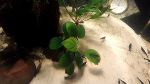 Улитки мелании, физы, акролюксы и креветки .