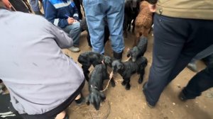 Молбозори Хулбук нархи Барачаи бе Оча Букаи калон Гови ширин ,  22 марта 2024 г.