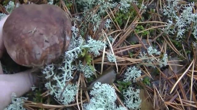 Добро Пожаловать в Грибной Рай! Самые Красивые Белые- Боровики Осенние Грибы! смотреть онлайн