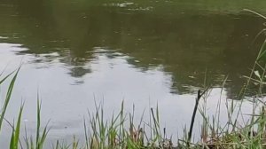 Рыбалка на реке  на поплавок летом! #рыбалка #рыбалка2023 #поплавочнаяудочка