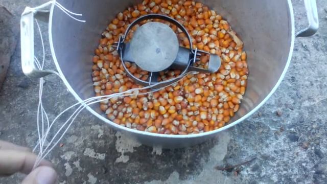 Как избавиться от крыс частном доме рас и навсегда смотреть онлайн