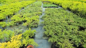 Питомник Зеленый Рай