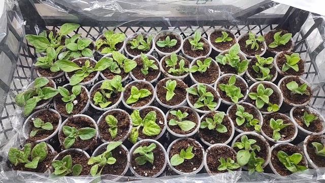 Черенкование петунии, в дело пошли овощные ящики! смотреть онлайн