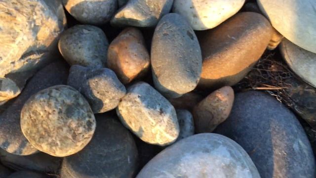 Краб черноморский. Пляж Сочи смотреть онлайн