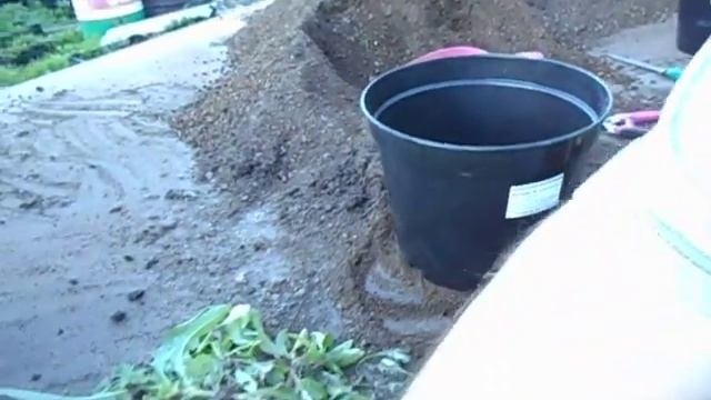 Саженцам гортензии новый объём.