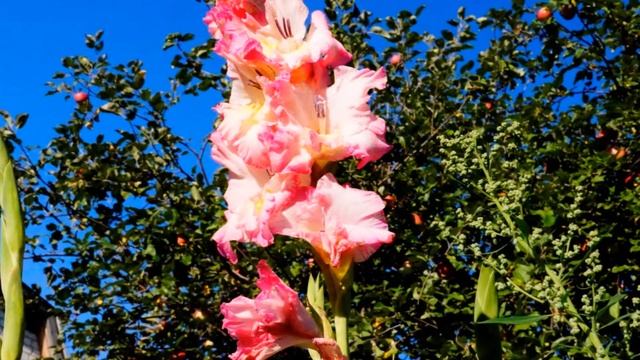 +Цветы для любимой смотреть онлайн