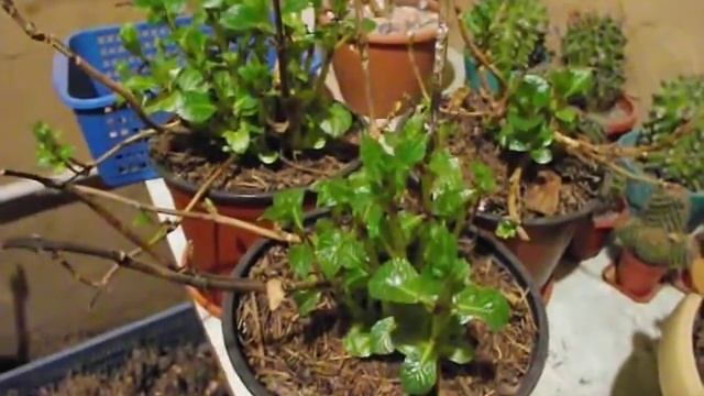 Гортензии проснулись рано.Почему,что делать? 1 часть. смотреть онлайн