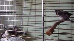 зебровые амадины, японские амадины
