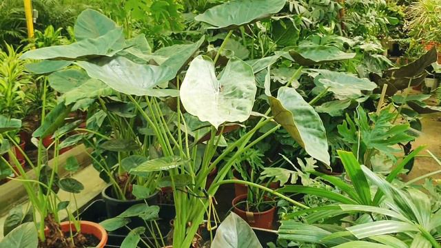 Огромный тур по садовому ценрту El Rosal. Гран Канария. Январь 2021. смотреть онлайн